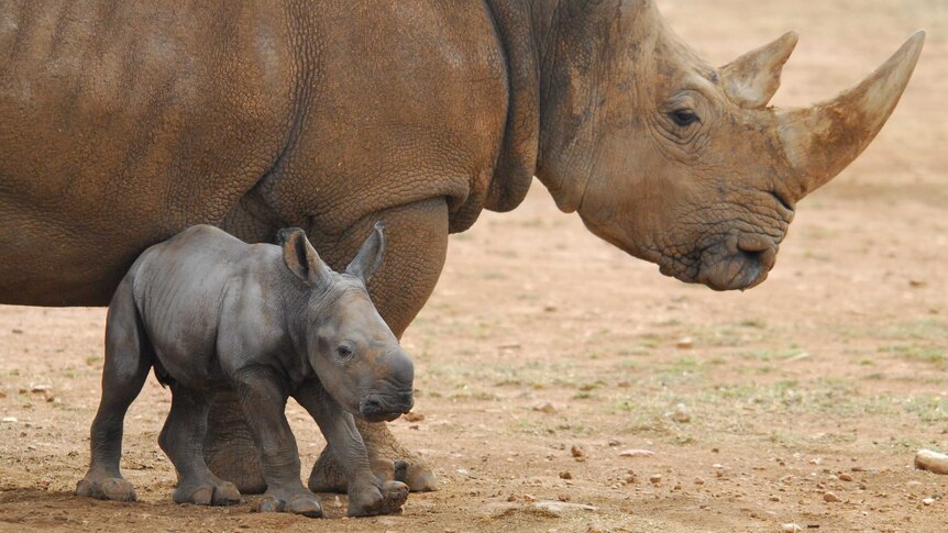 Southern white rhino born at Monarto Zoo
