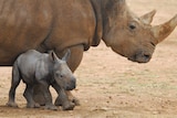Southern white rhino born at Monarto Zoo