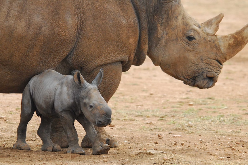 Southern white rhino born at Monarto Zoo