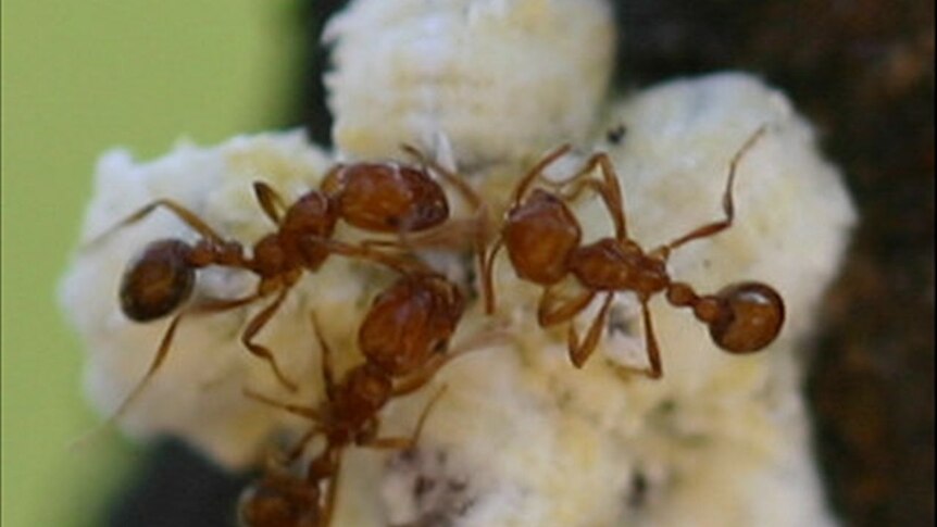 Tropical fire ant workers tending mealy bugs