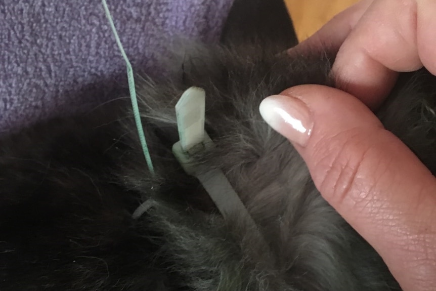 A hand strokes the cat's black fur, revealing a tightly bound cable tie around its neck.