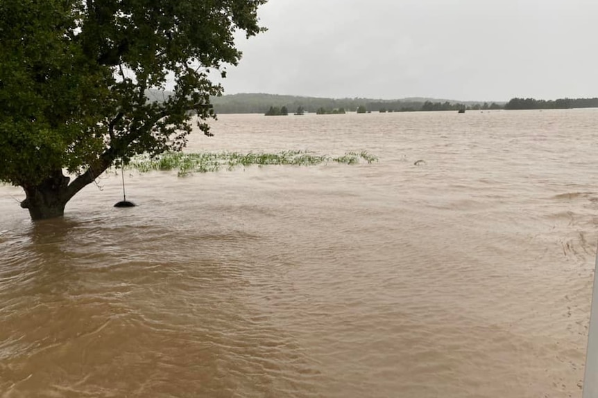 Water covers the sugar cane crop on a farm on Woodford Island.