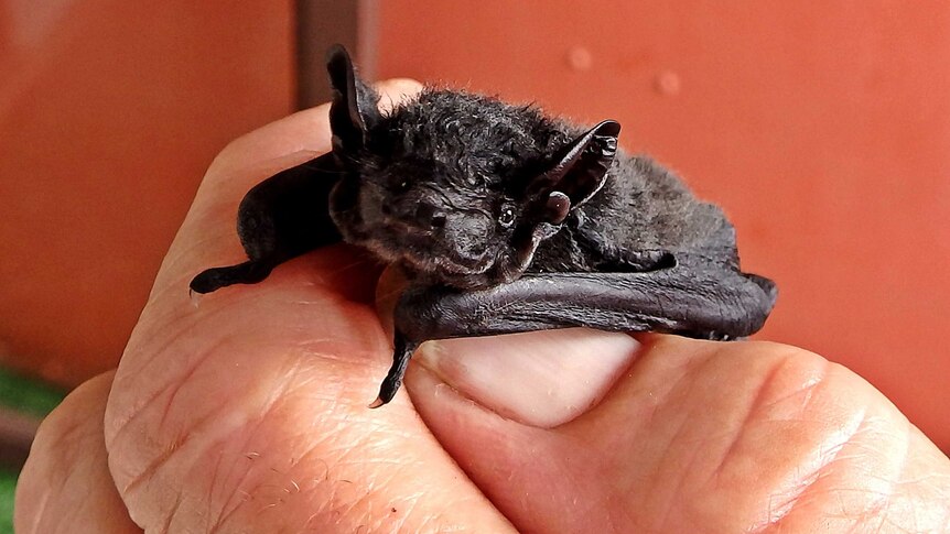 A juvenile freetail bat