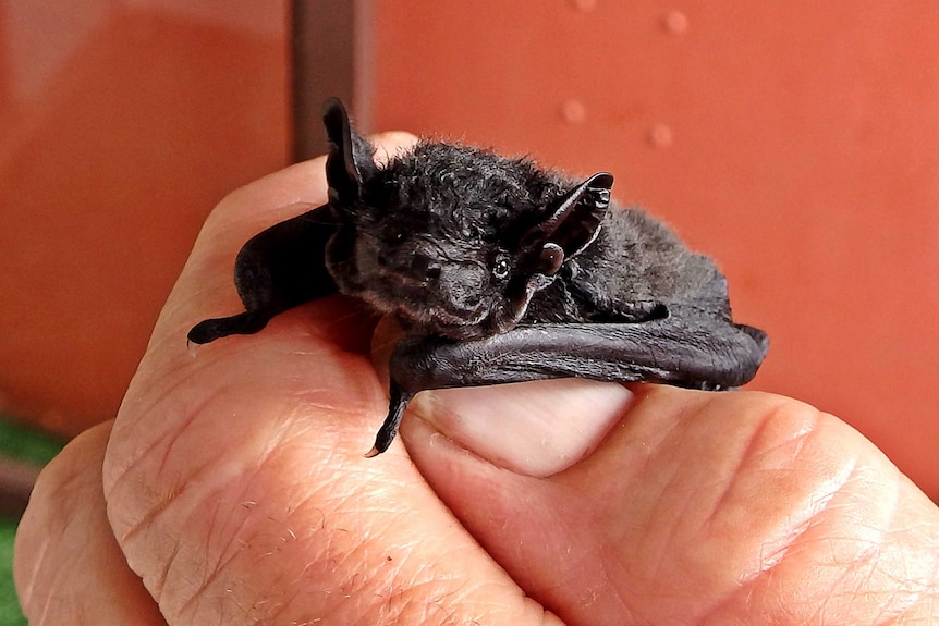 A juvenile freetail bat