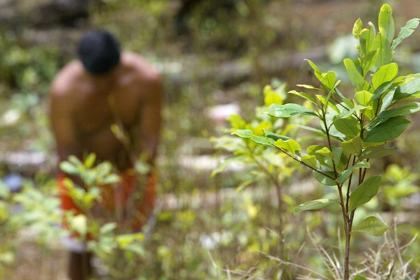 Farmer works in coca field