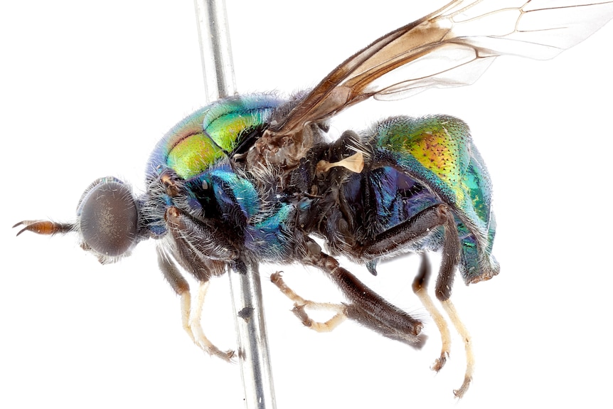 A colourful fly pinned on a metal pole 