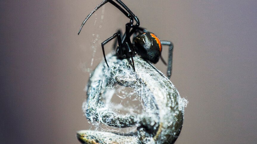 A redback spider wraps up its catch