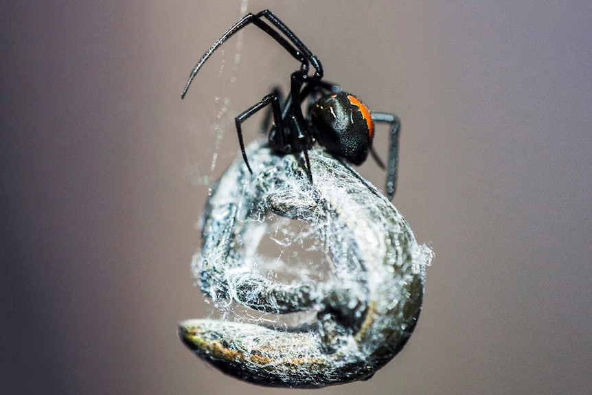 A redback spider wraps up its catch