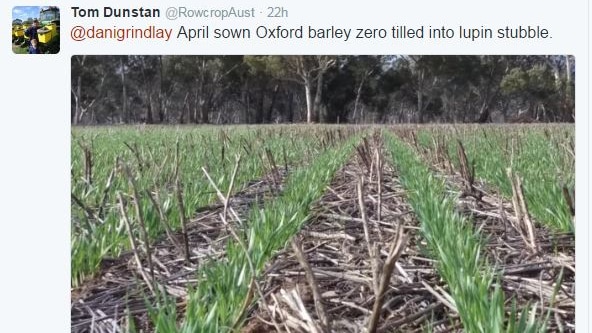 A tweet from Tom Dunstan depicting his barley crop.