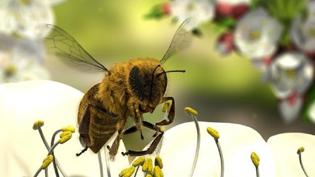 Honey bee hovers near flower stamen