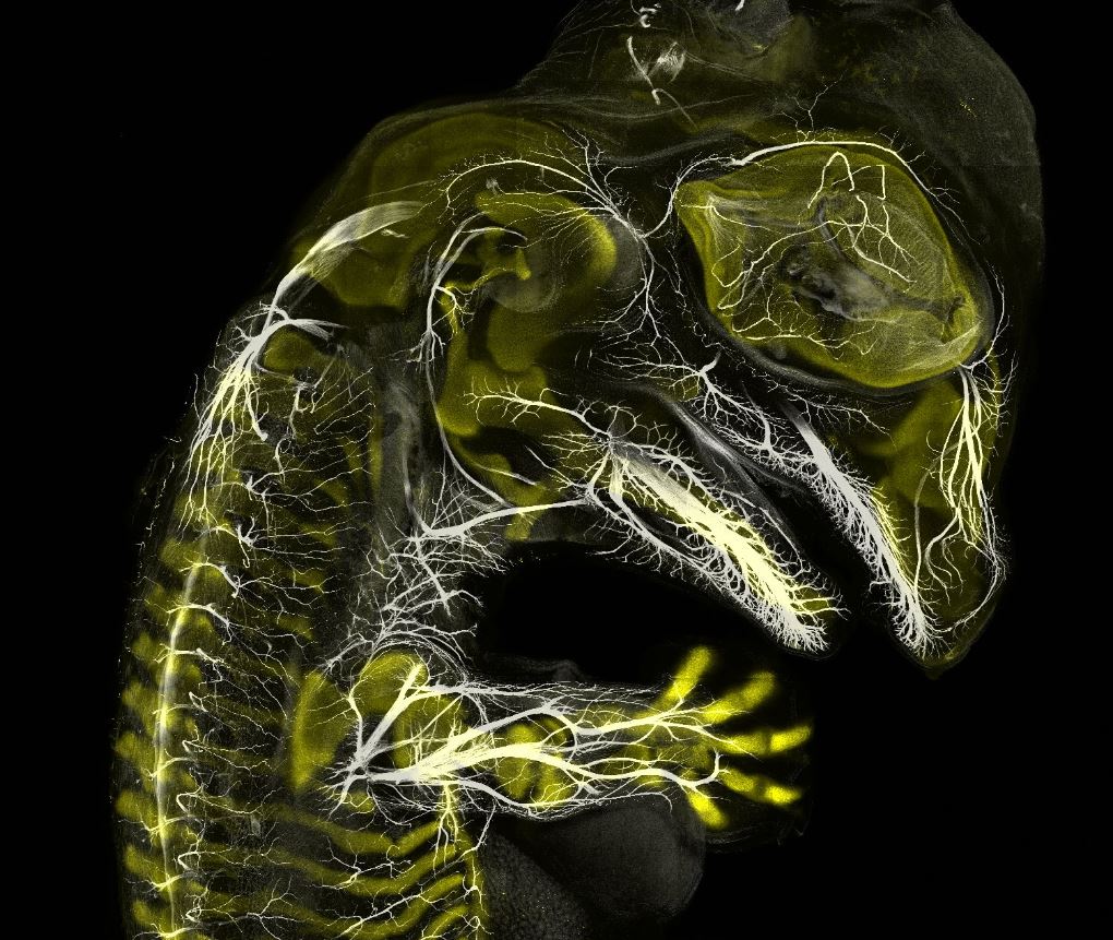 A translucent, slightly florescent Alligator embryo appears to glow green against a black background.