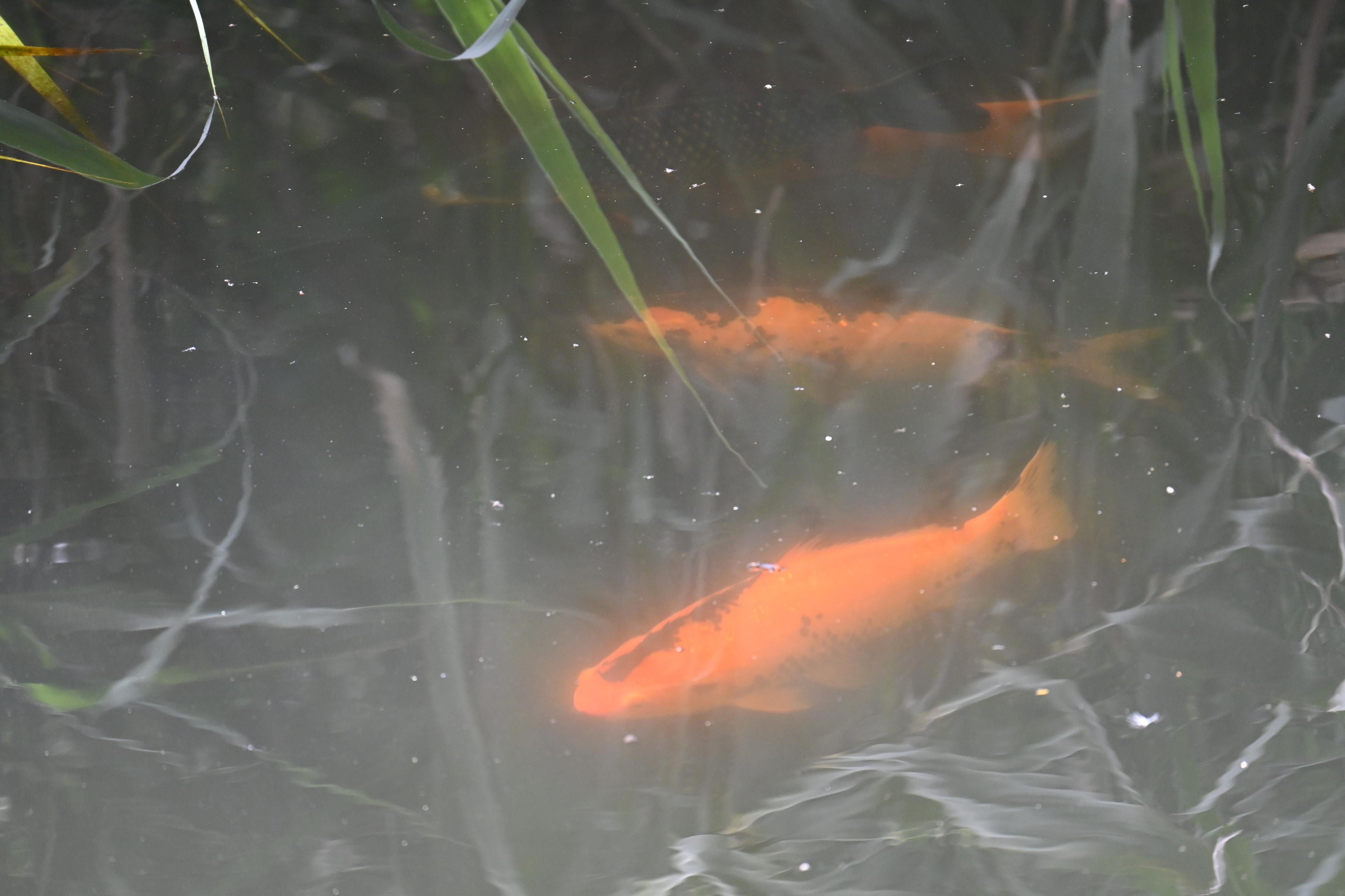 Four large fish in a cloudy river