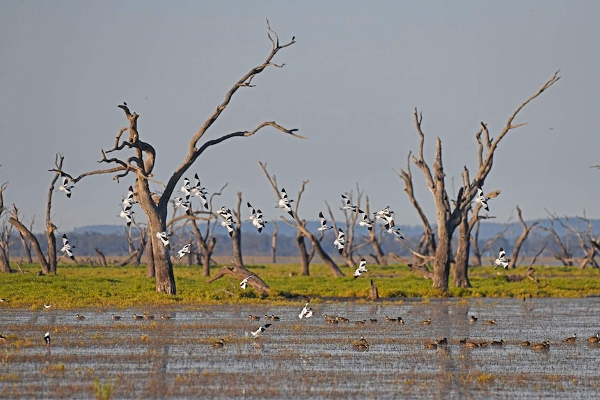 Birds flying above a lake and landing on trees.