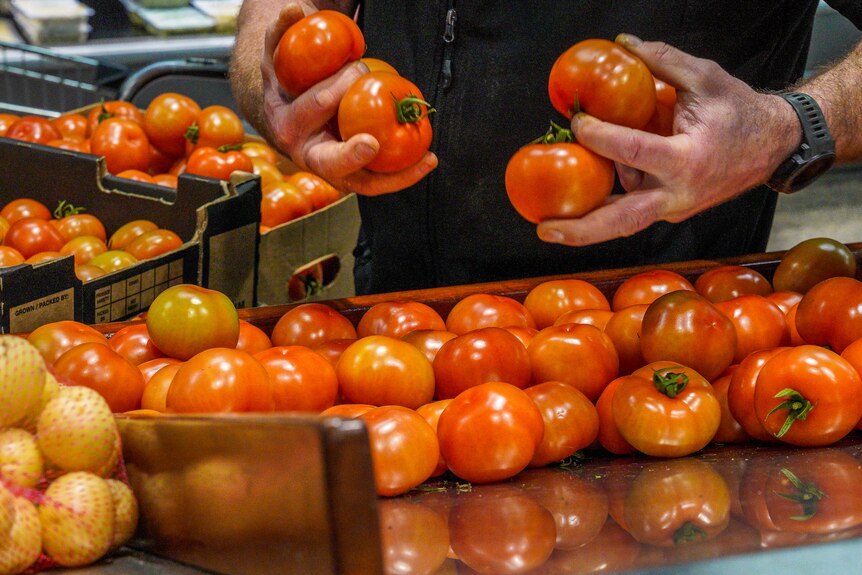 Grocer sorts tomatoes display 