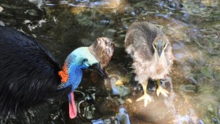 Cassowary 'Hammy' with chick born at Rockhampton Zoo in central Qld in February 2011.