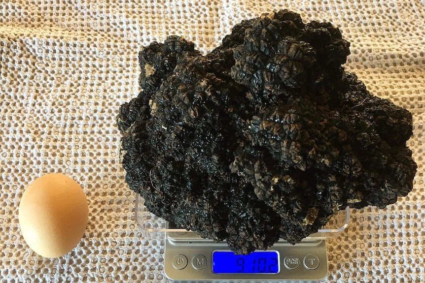 Big truffle next to egg for scale.