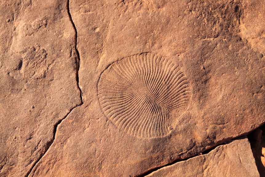 Dickinsonia fossil in the Flinders Ranges 