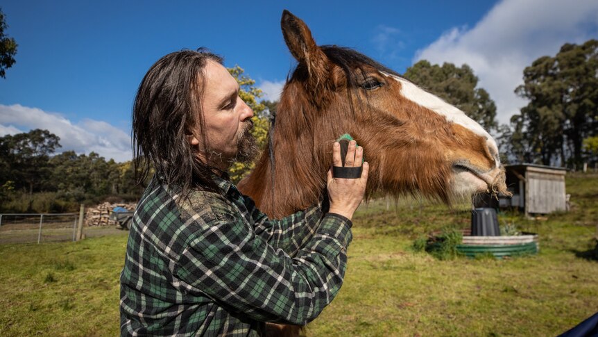 Hazel the Clydesdale walked 40km out of remote Tasmanian bush to new ...