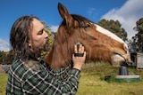A Clydesdale horse with a human.