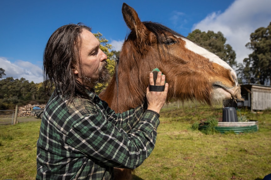 A Clydesdale horse with a human.