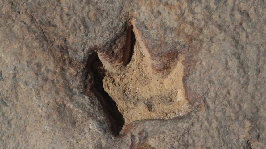 A tiny three-toed dinosaur footprint in rock.