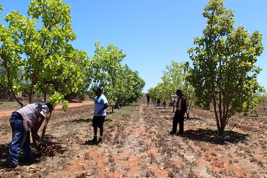 Men work in a fruit orchard