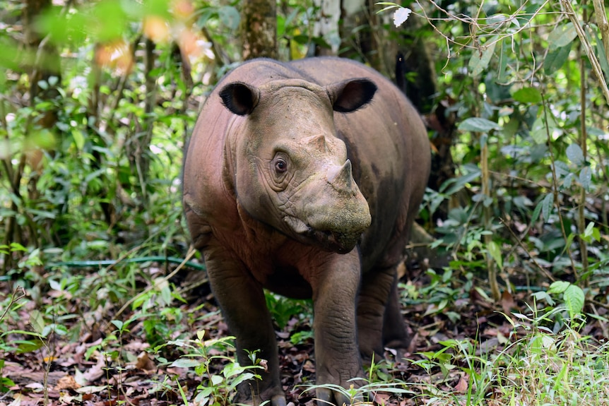 A Sumatran rhino calf, days old, walking through a forest