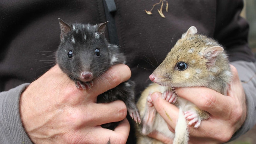 Two eastern quolls