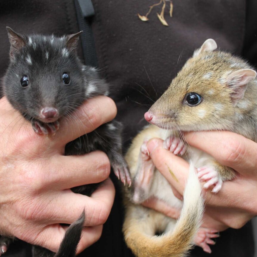 Two eastern quolls being held in a person's hands.