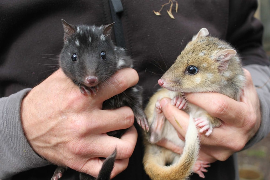 Two eastern quolls being held by a person.