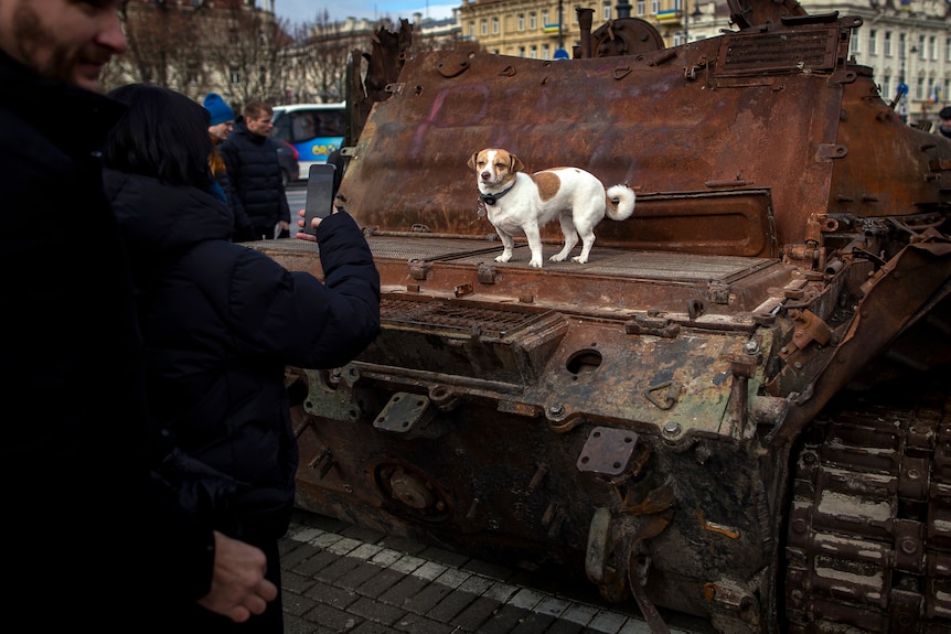 Small dog poses on top of Russian tank on display.