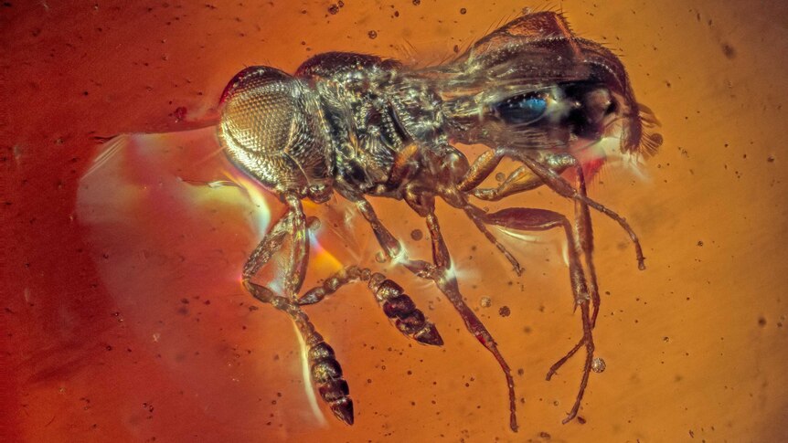 A tiny parasitic wasp in dark Cape York amber