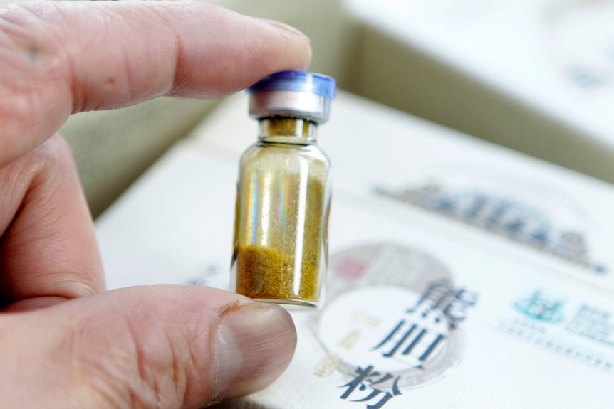 A person holding a small bottle of yellow bear bile powder. 