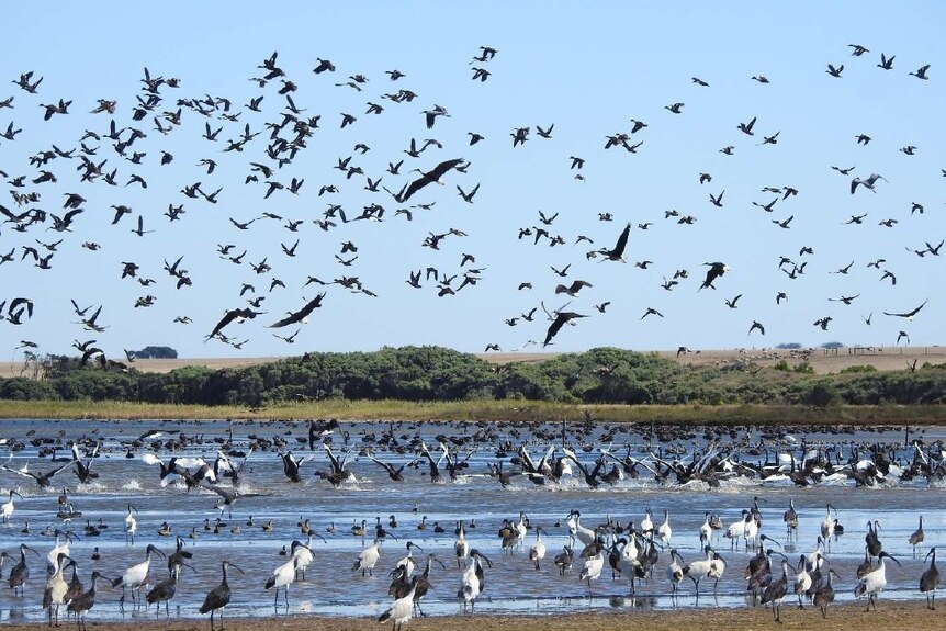Thousands of birds of various species flock near a river.