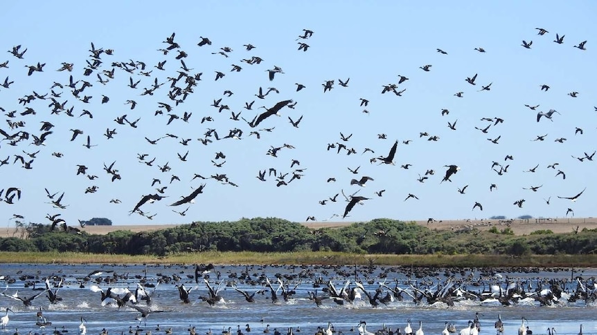 Thousands of birds of various species flock near a river.