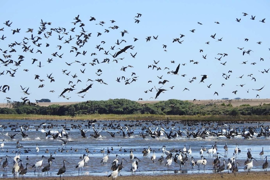 Thousands of birds of various species flock near a river.