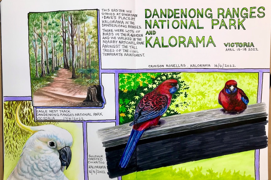 a page of a journal with watercolour paintings of rosellas and a cockatoo and trees