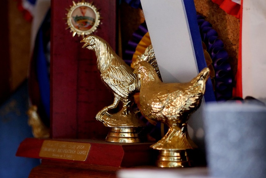 Gold chicken trophies on a shelf with ribbons.