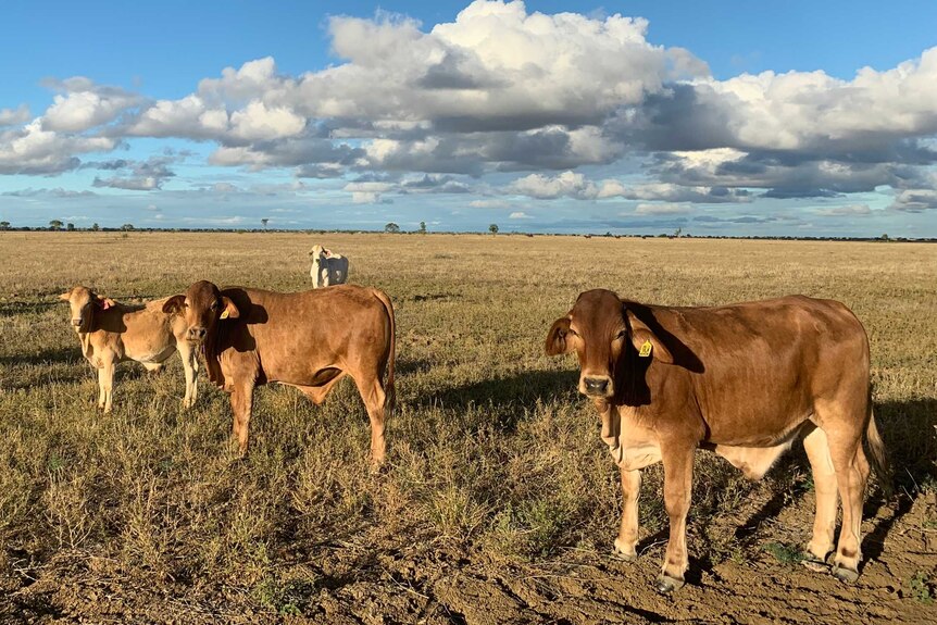 cattle in dry paddock