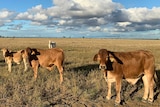 Cattle in dry paddock with clouds in the background sky