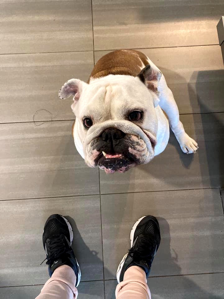 A squash nosed dog looks up at its owner from the floor.