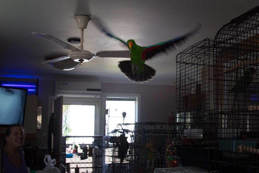 Bird flying inside Lyn John's house