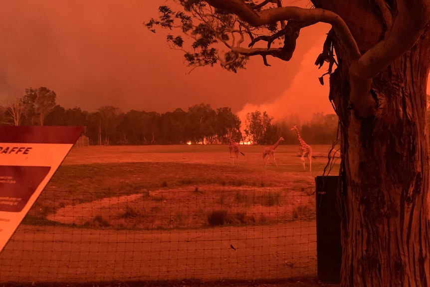 Coronavirus-hit Mogo Zoo during the bushfire