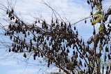 Hundreds of flying fox roost in a tree. 