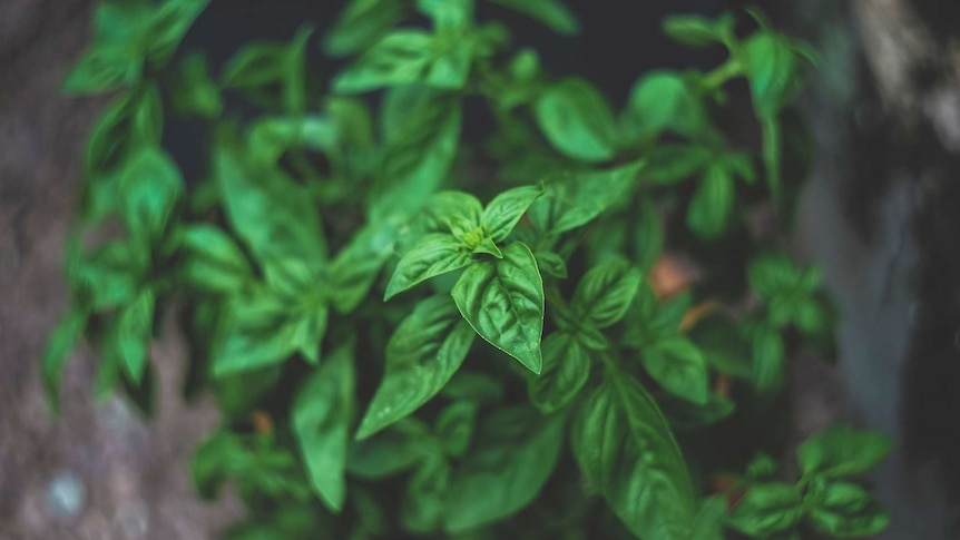 A basil plant for a story about what to grow when