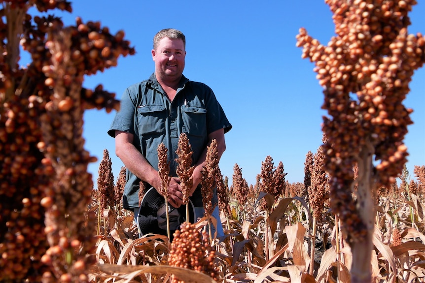 A man is standing in a work clothes in a field of sorghum. He's smiling. The shot is peeking through the dry, red grain 