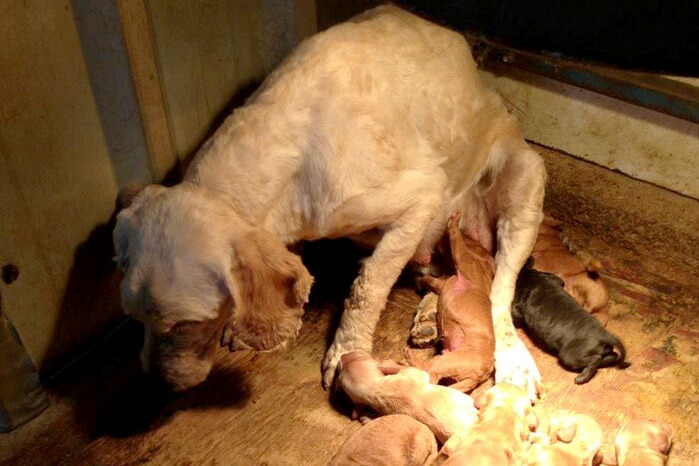 Mother and puppies at a Pyramid Hill puppy farm