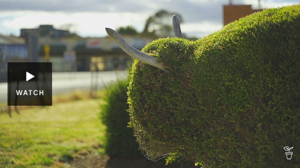 A topiary hedge fashioned into a bull. Has Video.
