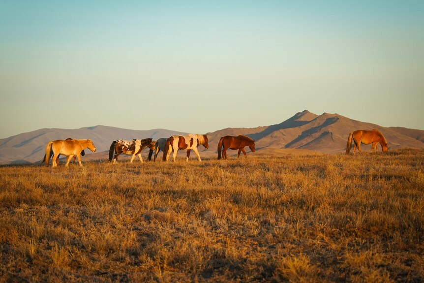 A landscape view of horses grazing along an open, empty field of land.