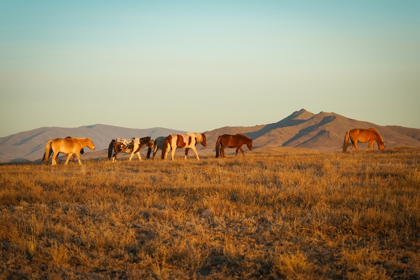 A landscape view of horses grazing along an open, empty field of land.